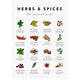 Herbs & Spices Poster